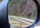 Itabira:Animais na pista perigo constante